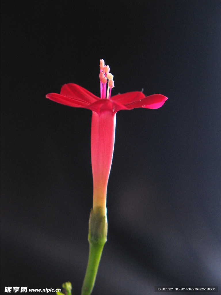 五星花