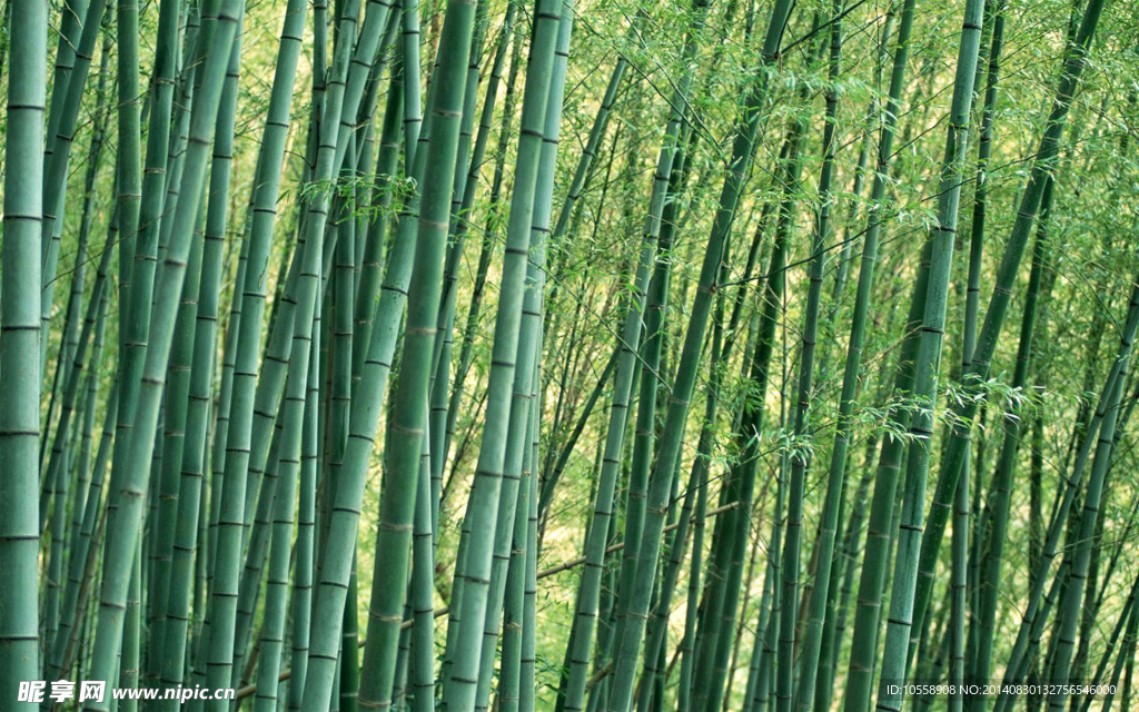 竹林