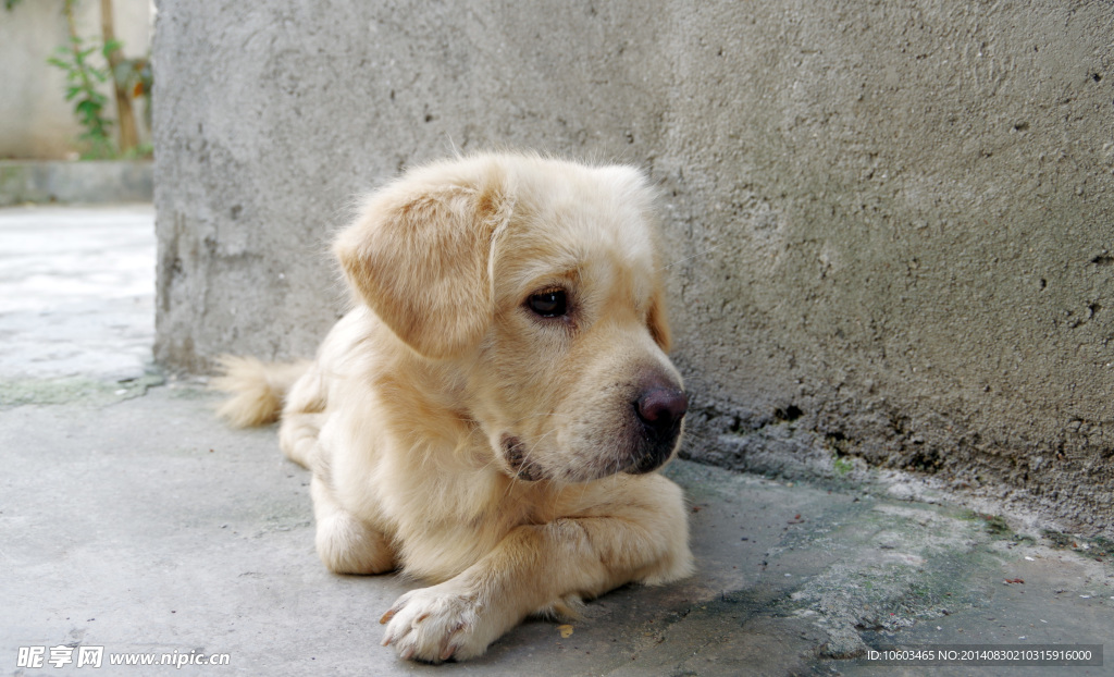 温柔的犬