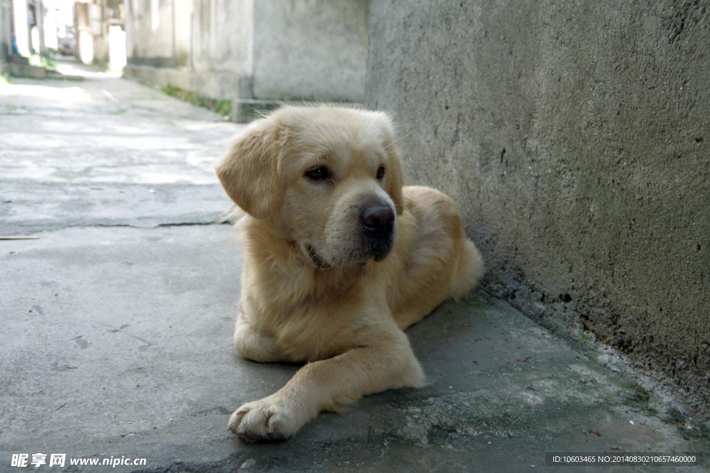 温柔的犬