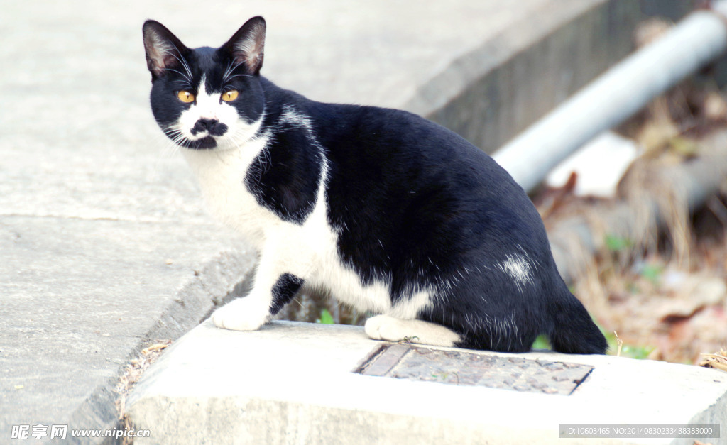 黑花猫