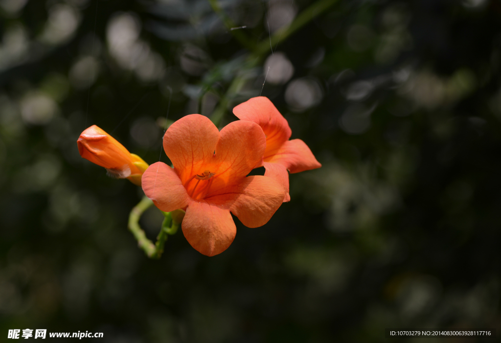 凌霄花