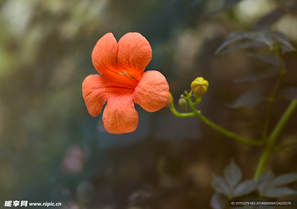 凌霄花