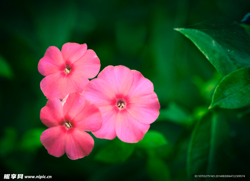 飘香藤花