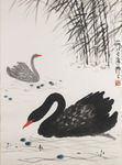 天鹅成双