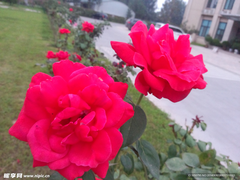 月季花