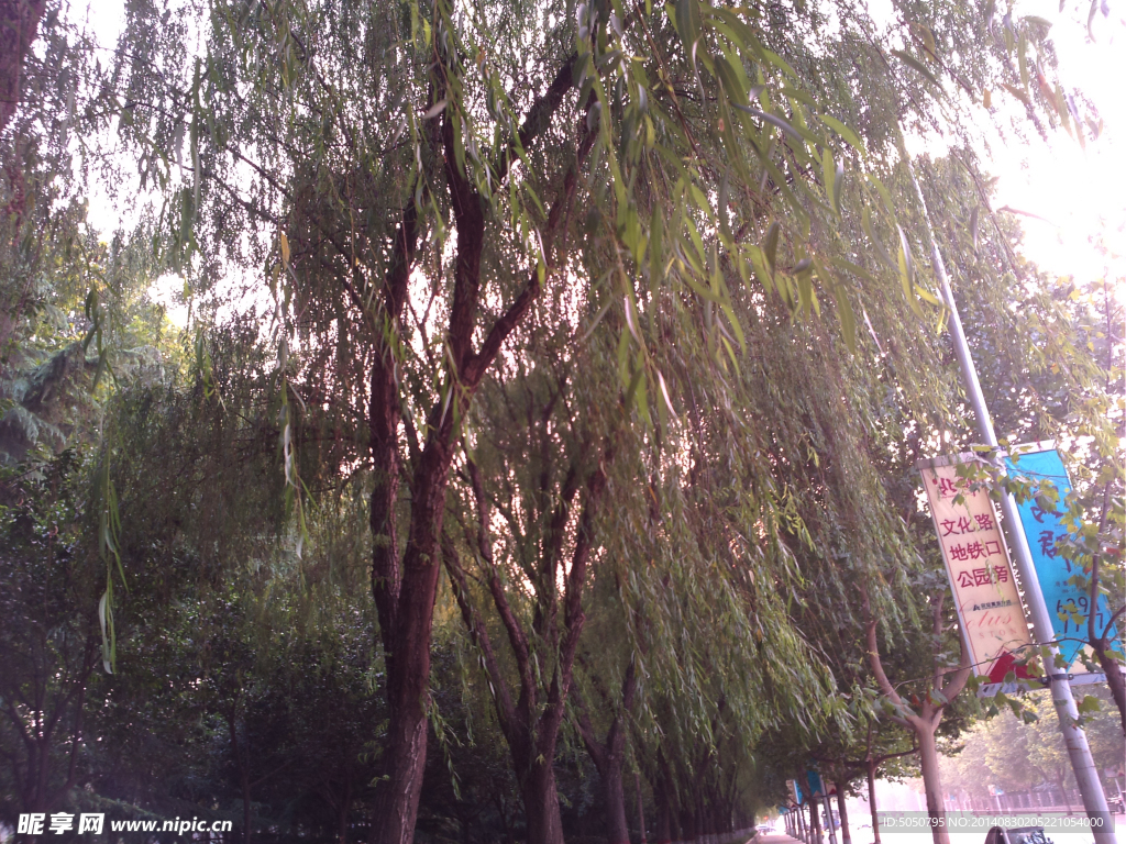 垂柳丛
