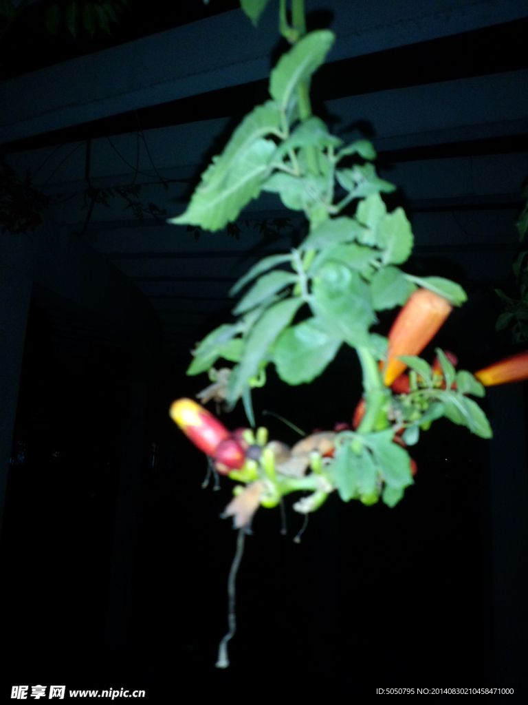 凌霄花