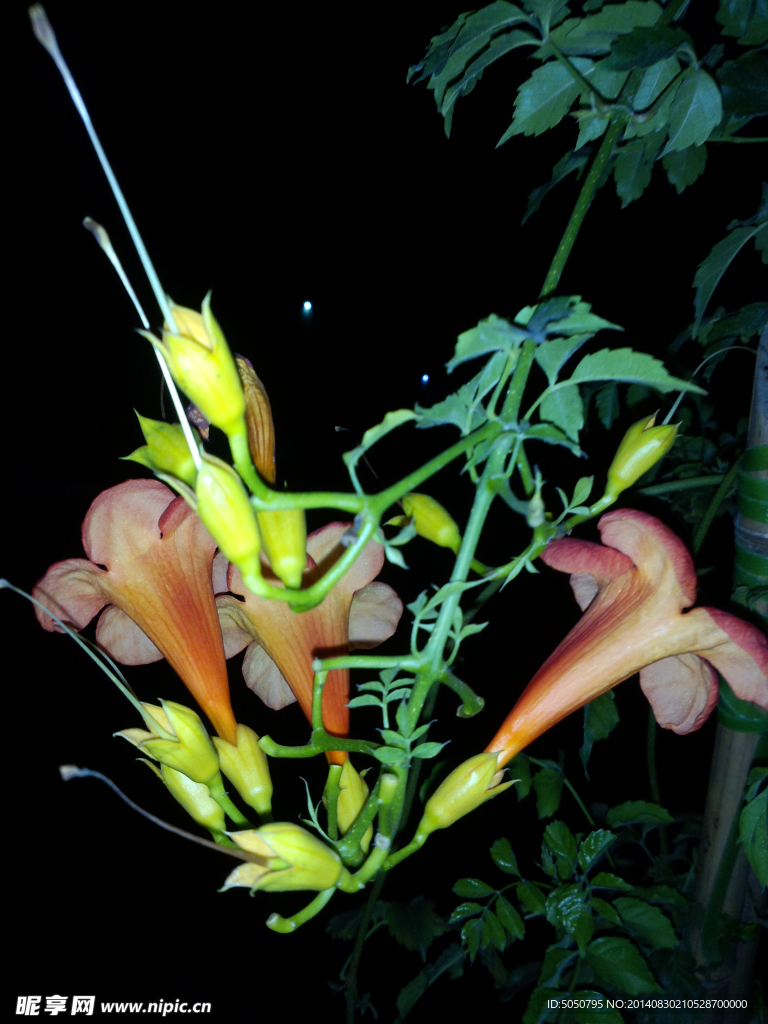 凌霄花