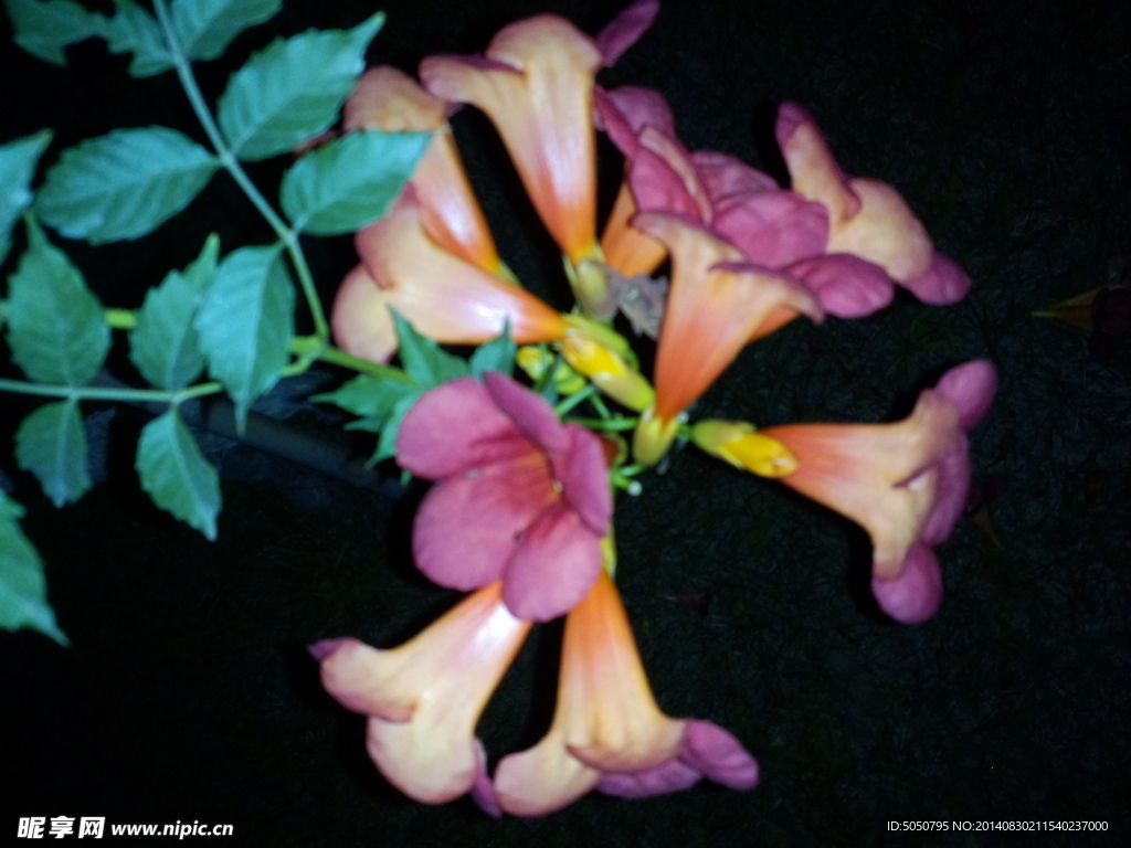 凌霄花