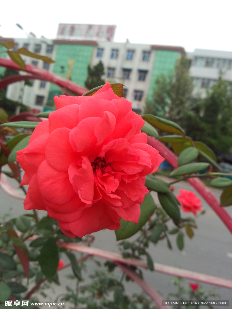 月季花