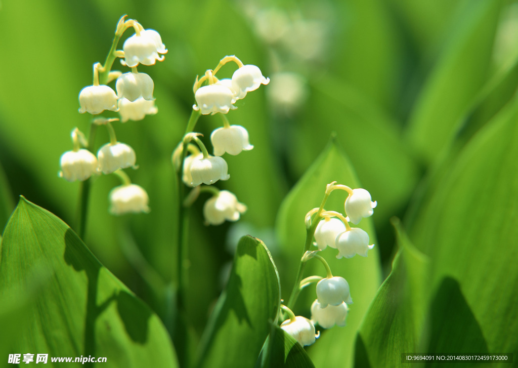 铃兰花