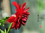 大丽花