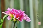大丽花