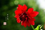 大丽花