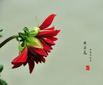 大丽花