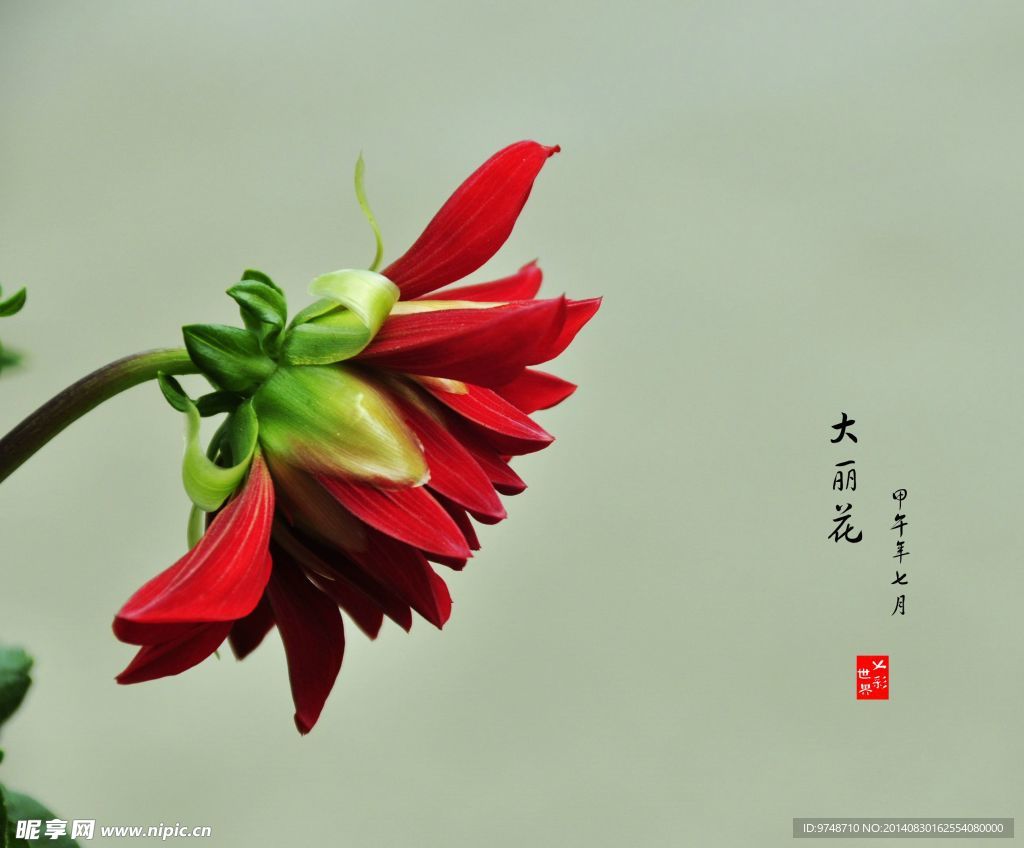 大丽花