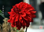 大丽花