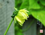 大丽花