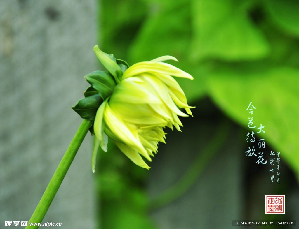 大丽花