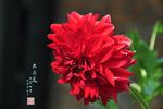 大丽花