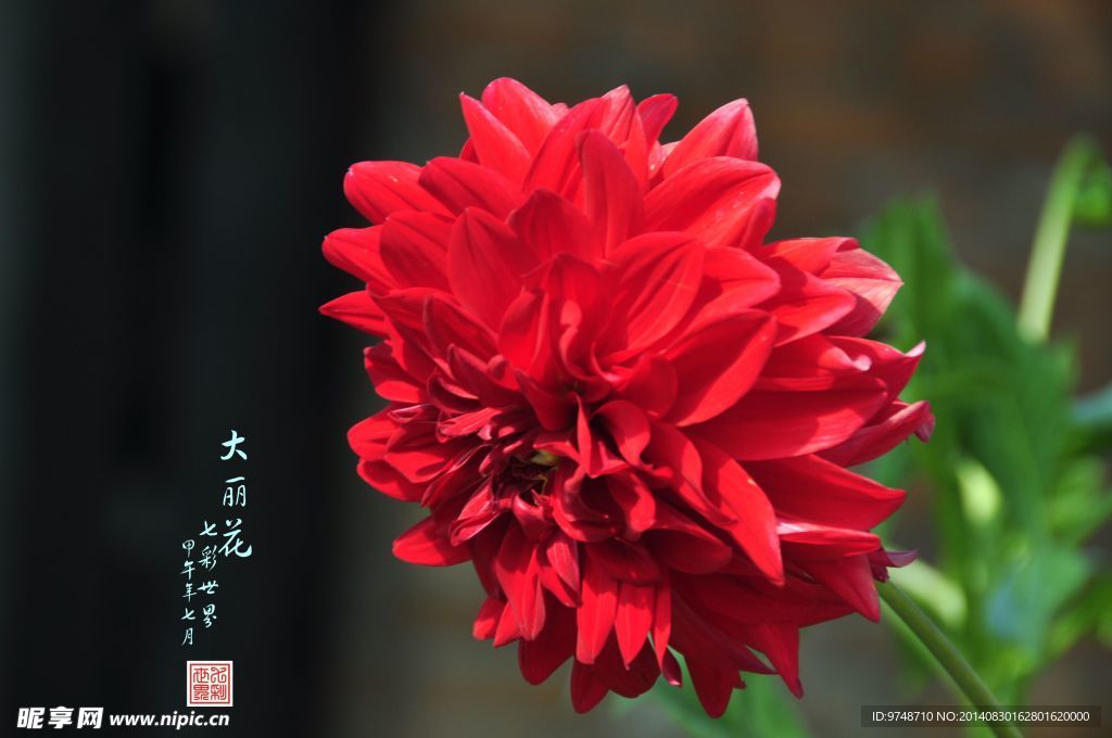 大丽花