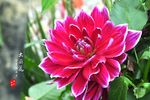大丽花