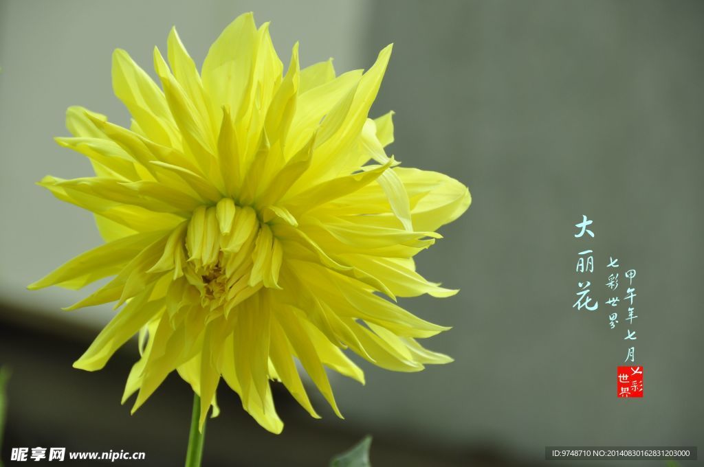大丽花