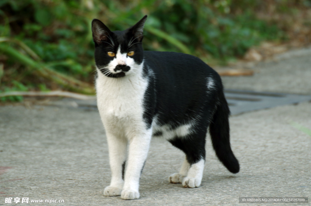 黑花猫咪