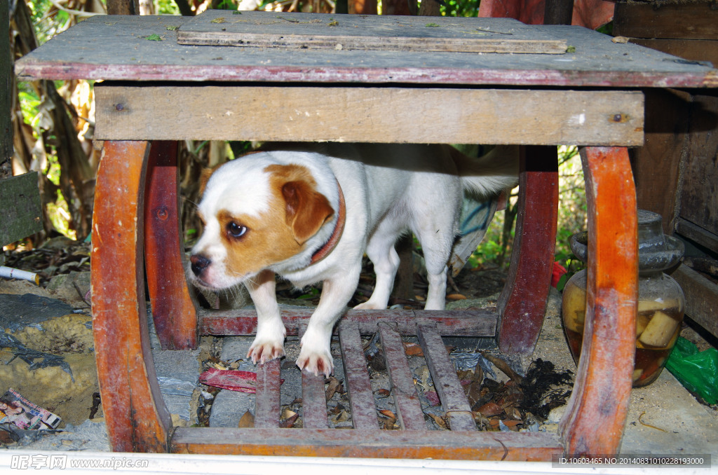 护山犬惊魂