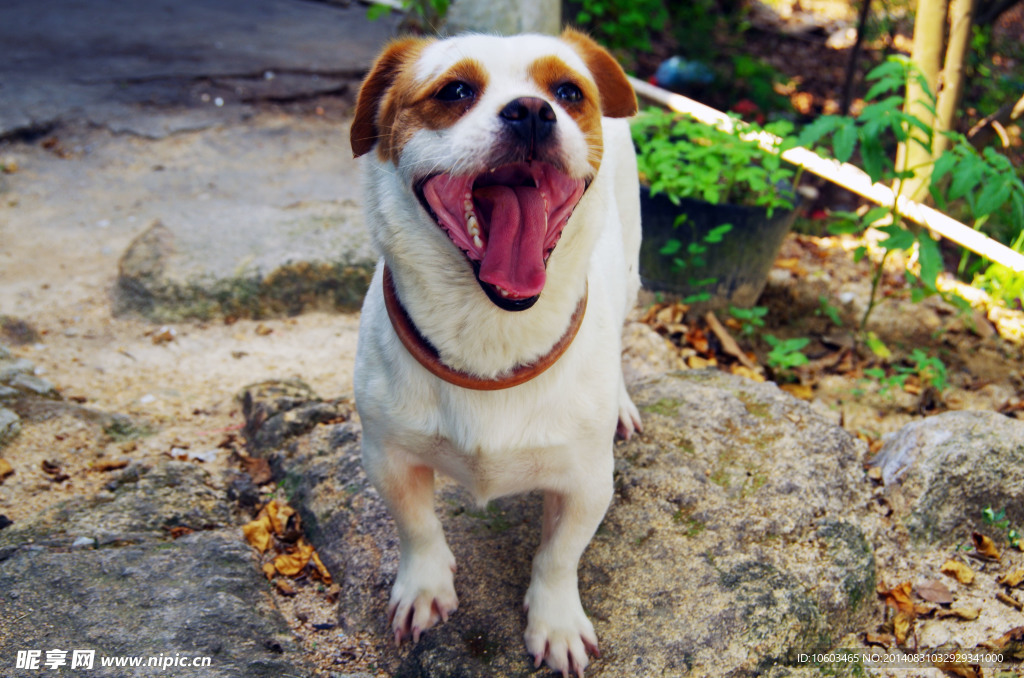 护山犬