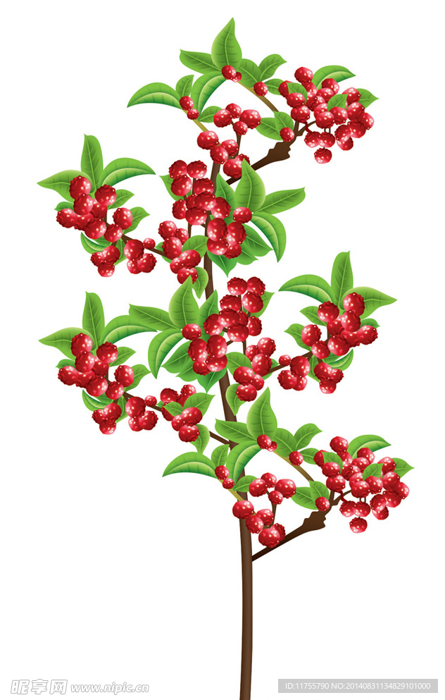 汉源贡椒 花椒