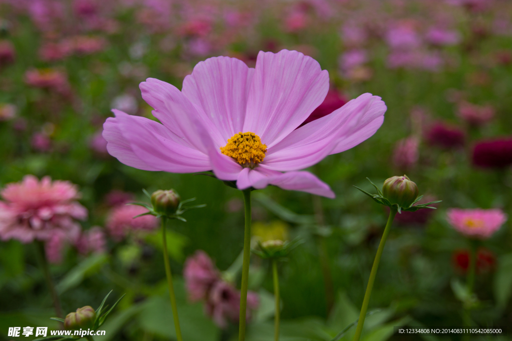 格桑花