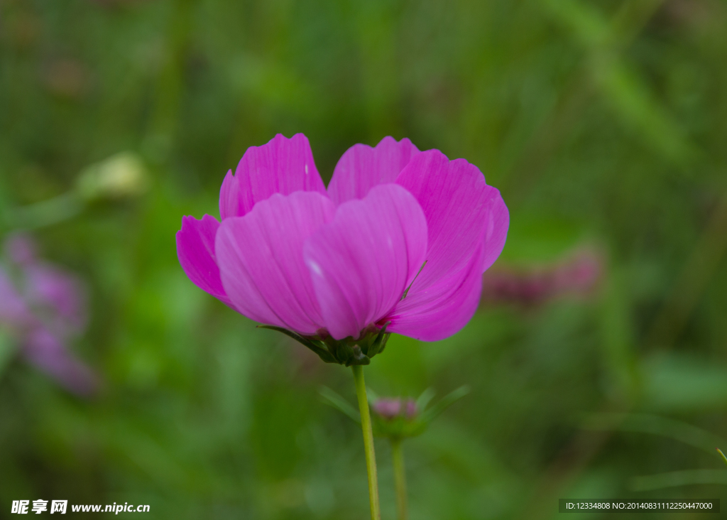 格桑花