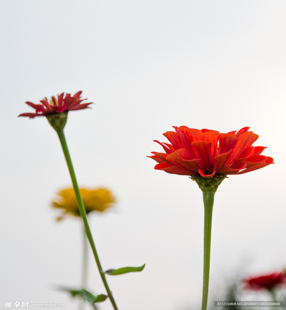 步步高花