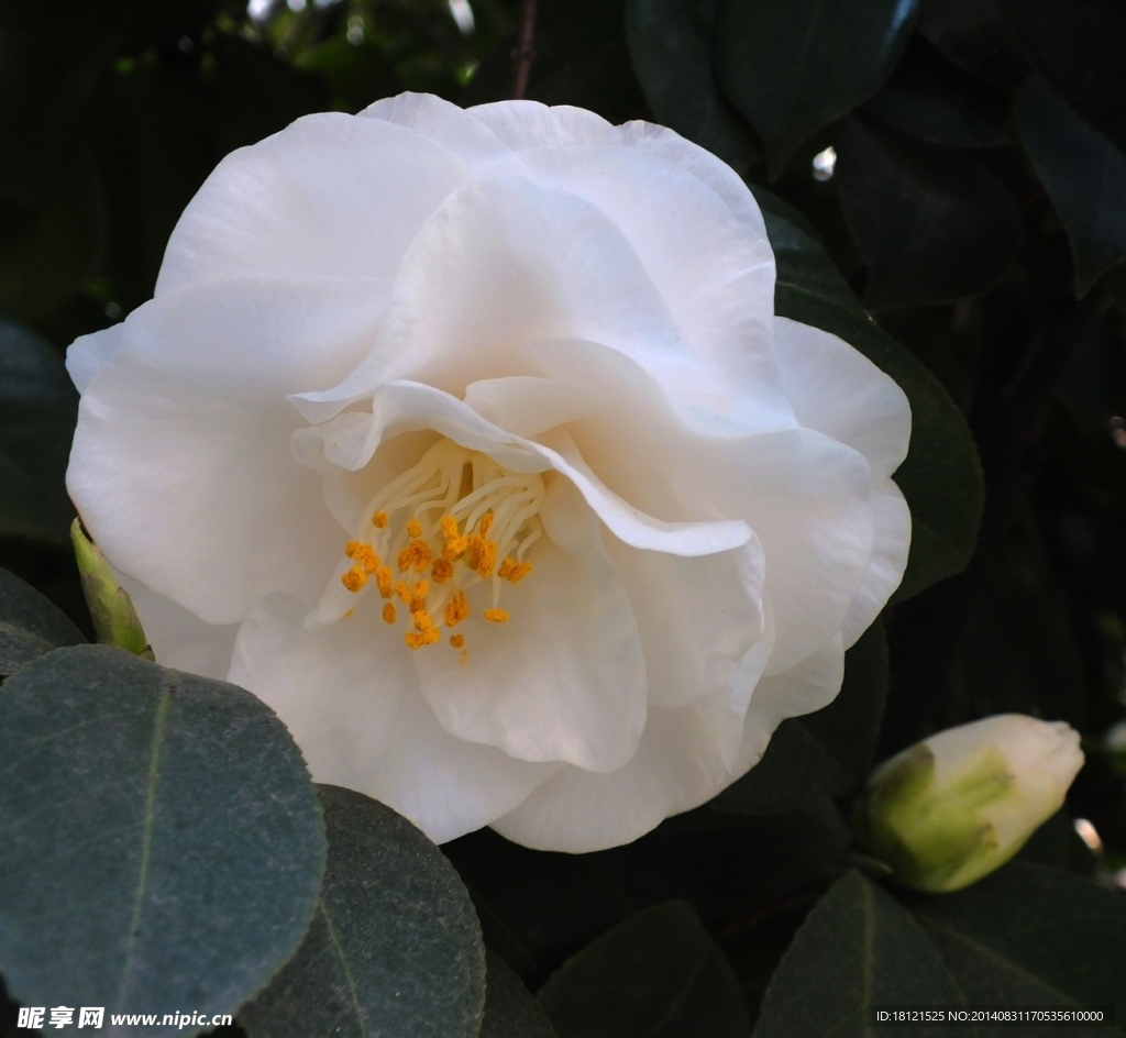 白茶花