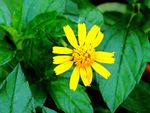 蟛蜞菊