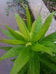 雨水中的绿色植物