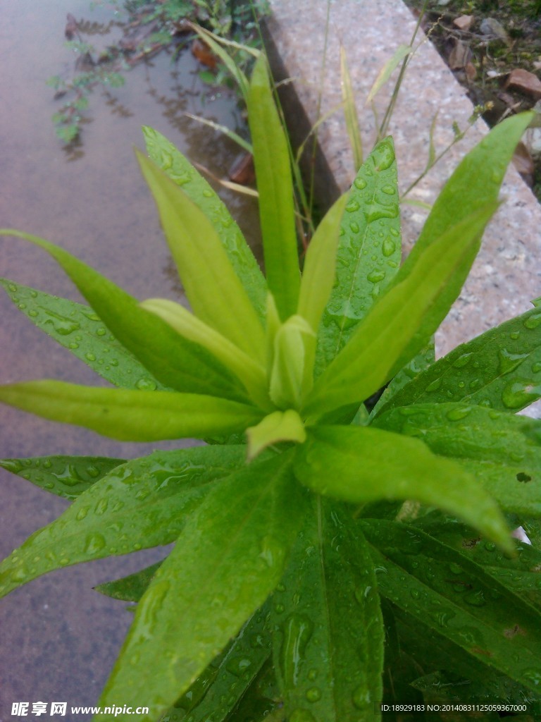 雨水中的绿色植物