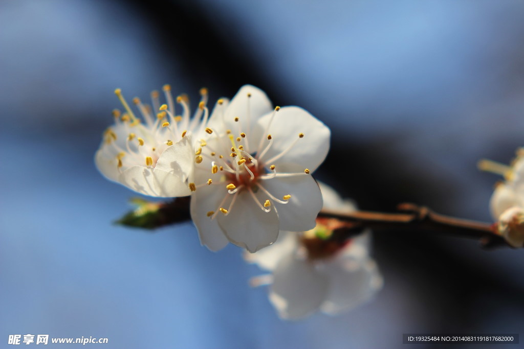 白花