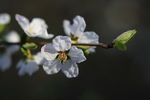 小白花