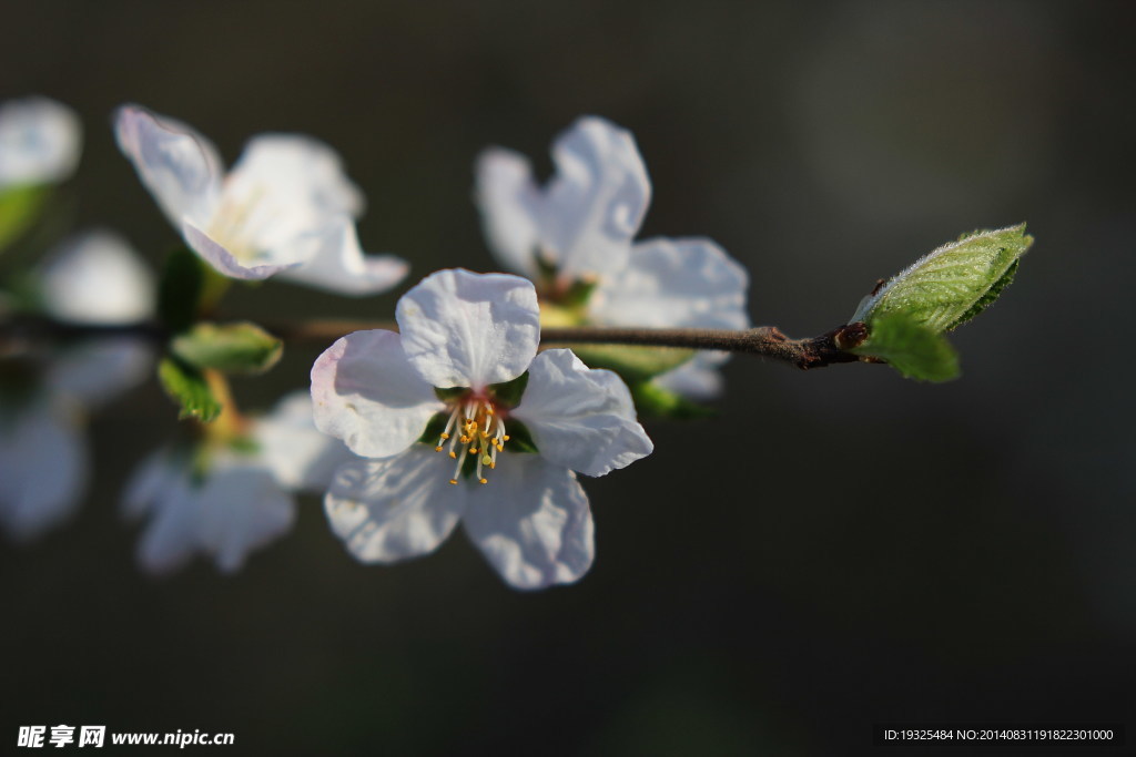 小白花