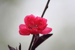 小花