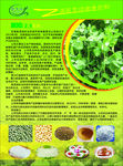豌豆彩页
