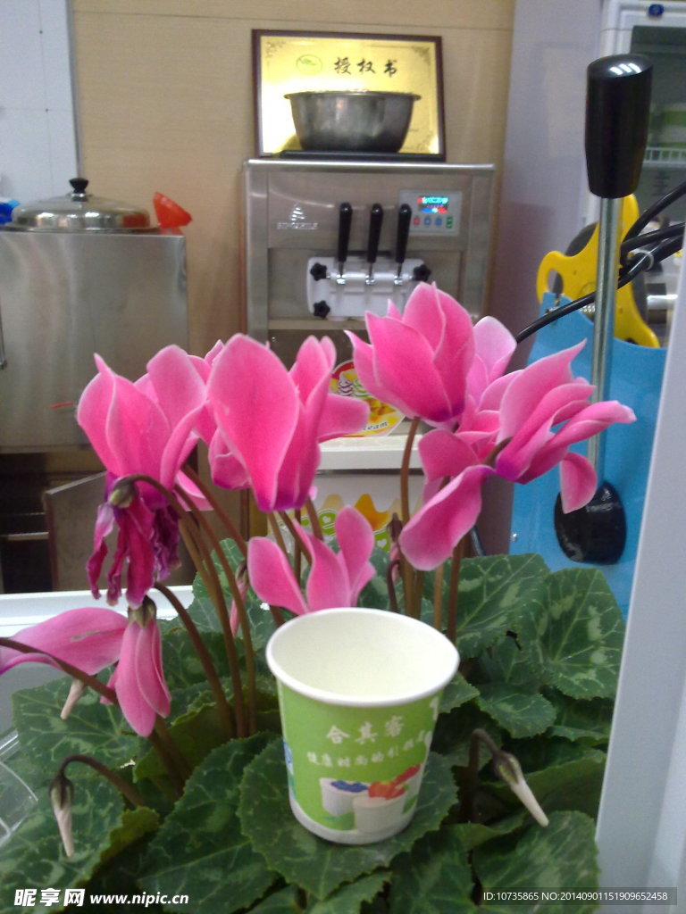 鲜花与酸奶