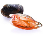 河蚌