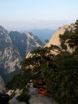 华山松