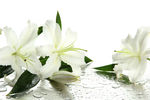 百合花