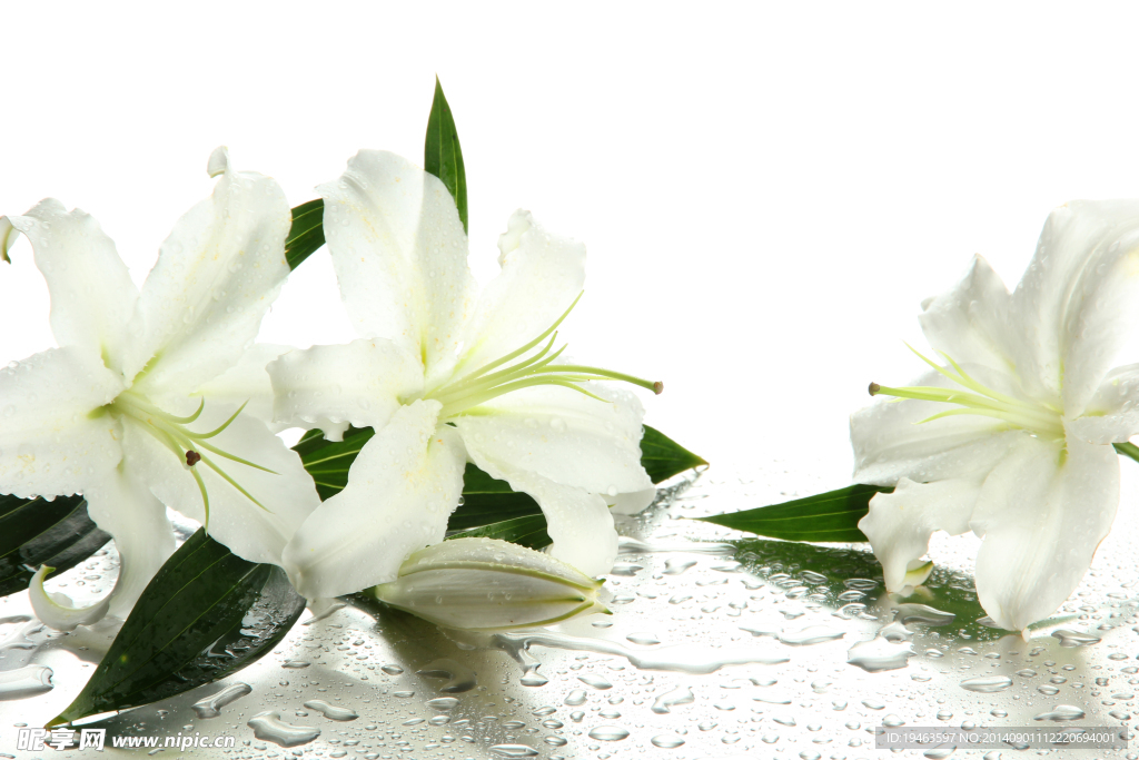 百合花