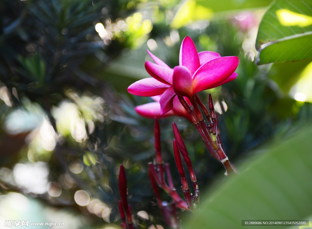 红素馨花